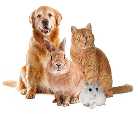 Ein sitzender Hund, eine sitzende Katze, ein Kaninchen und ein Hamster nebeneinander