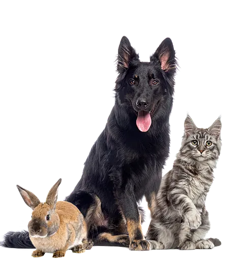 Ein sitzender schwarzer Hund mit heraushängender Zunge zwischen einem sitzenden gestreiften Kätzchen und einem braunen Kaninchen